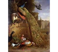 ARToPHIIU Dipinti Famosi Quadri Stampa Murale su Tela Pavone e pavone su un piedistallo con anatre e altri uccelli in un parco di Melchior De Hondecoeter per L'arredamento del Soggiorno 60x90cm