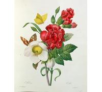 ARToPHIIU Dipinti Famosi Quadri Stampa Murale su Tela Rosa di Natale Helleborus Niger e garofano rosso con farfalle di Pierre Redouté per L'arredamento del Soggiorno 60x90cm