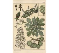 ARToPHIIU Dipinti Famosi Quadri Stampa Murale su Tela Studio botanico sul castagno di Eugene Grasset per L'arredamento del Soggiorno 60x90cm
