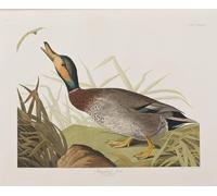 ARToPHIIU Immagini Moderni Murale Artistico Poster Stampe Quadri Illustrazione Da uccelli d'di John Audubon per Decorazioni per la Casa 60x90cm