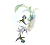 ARToPHIIU Pittura su Tela Arte Stampa su Tela Dipinto Uccello animale Illustrazione di Phlogophilus Hemileucurus su Paphinia Cristata di John Gould per L'arredamento Della Camera da Letto 60x90cm