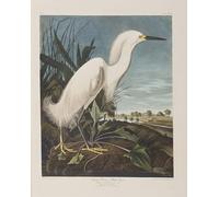 ARToPHIIU Poster Pittura Vintage Stampa Tela Poster Pittura Quadri su Tela Illustrazione Da uccelli d'di John Audubon per la Decorazione Domestica dell'ufficio 60x90cm