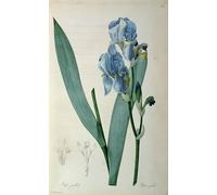 ARToPHIIU Poster Pittura Vintage Stampa Tela Poster Pittura Quadri su Tela Iris Pallida di Pierre Redouté per la Decorazione Domestica dell'ufficio 60x90cm