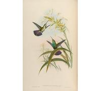 ARToPHIIU Quadri Stampe Pittura su Tela Arte Stampa su Tela Dipinto Animale Uccello Lampornis Veraguensis Anthracothorax Veraguensis di John Gould per L'arredamento Della Camera da Letto 60x90cm