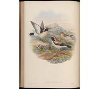 ARToPHIIU Quadri Stampe Pittura su Tela Arte Stampa su Tela Dipinto Animale Uccello Saxicola Montana Oenanthe Deserti di John Gould per L'arredamento Della Camera da Letto 60x90cm
