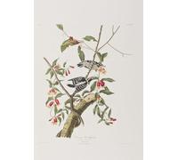 ARToPHIIU Quadri Stampe Pittura su Tela Arte Stampa su Tela Dipinto Illustrazione da Birds of di John Jame Audubon per L'arredamento Della Camera da Letto 60x90cm