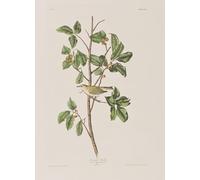 ARToPHIIU Quadri Stampe Pittura su Tela Arte Stampa su Tela Dipinto Illustrazione Da uccelli d'di John Audubon per L'arredamento Della Camera da Letto 60x90cm