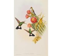 ARToPHIIU Stampe Quadri Poster su Tela Pittura Dipinto su Tela Classico Animale Uccello Plumeleteer di Buffon Da una monografia di Trochilidae di John Gould per la Decorazione Della Parete 60x90cm