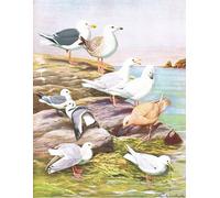 ARToPHIIU Stampe Quadri Poster su Tela Pittura Dipinto su Tela Classico Illustrazione dalla storia naturale degli uccelli est di Louis Agassiz Fuertes per la Decorazione Della Parete 60x90cm
