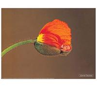 Artopweb TW20918 GEDDES Untitled Decorative Panel, Wood MDF, Multicolour, 40x30 Cm