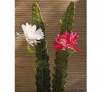 artplants.de Cactus Artificiale Regina della Notte Domenica, Fiore, Rosa, 50cm - Cactus Finto
