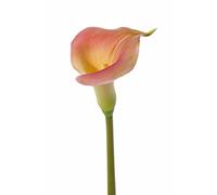 artplants.de Calla Artificiale MIRAC, Rosa-Giallo, 75cm, 13x15cm - Calle Artificiali