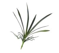 artplants.de Foglie d'Orchidea Oncidium, Radici aeree, Verde, 25cm, Ø 45cm - Foglie d'orchidea Artificiali/Orchidea Decorativa