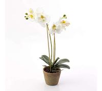 artplants.de Orchidea Farfalla Artificiale Mina, Vaso in Terracotta Tondo, Bianco, 2 steli, 45cm - Orchidea phalaenopsis/Fiore in Vaso