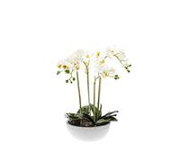 artplants.de Orchidea phalaenopsis Artificiale Mina in Vaso di Ceramica, Bianco, 60cm - Orchidea di plastica/Fiori Finti