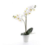 artplants.de Orchidea phalaenopsis Ornamentale Candida, 2 Rami, Bianco, in Vaso, 65cm - Orchidea Farfalla/Ramo d'orchidea Finto