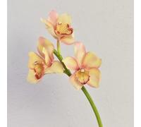 artplants.de Ramo Artificiale di Orchidea cymbidium Seraphina, 45cm | Giallo-Rosa - Orchidea Decorativa - Ramo Finto
