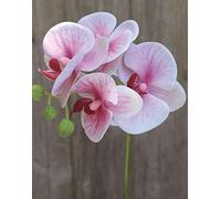 artplants.de Ramo Artificiale di Orchidea phalaenopsis Ophelia, Rosa-Fucsia, 40cm - Orchidea Finta - Ramo Decorativo