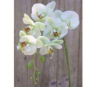 artplants.de Ramo Artificiale di Orchidea phalaenopsis Ophelia, Verde-Fucsia, 80cm - Orchidea Finta - Ramo Decorativo