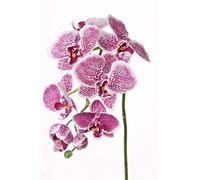 artplants.de Ramo di phalaenopsis Finto CEDRA, Bianco-Rosa, 75cm - Orchidea Decorativa/Ramo Artificiale