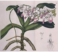 ARTXLXXBN Dipinti Famosi Stampa Immagini Quadri Moderni Art Aerides Crispum publicado por un artista famoso per L'arredamento del Soggiorno 60x90cm