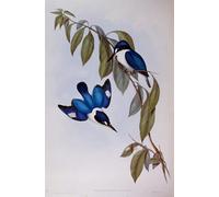 ARTXLXXBN Dipinti Famosi Stampa Immagini Quadri Moderni Art Animal bosque martín pescador grabado de aves de Australia por John Gould per L'arredamento del Soggiorno 60x90cm