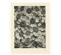ARTXLXXBN Dipinti Famosi Stampa Immagini Quadri Moderni Art Arte de lienzo de pintura de botánico de Karl Blossfeldt per L'arredamento del Soggiorno 60x90cm