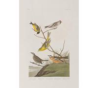 ARTXLXXBN Dipinti Famosi Stampa Immagini Quadri Moderni Art Ilustración de pájaros de América de John Audubon per L'arredamento del Soggiorno 60x90cm