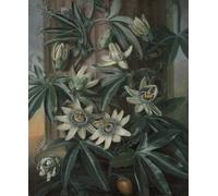 ARTXLXXBN Dipinti Famosi Stampa Tela Canvas Quadri D'Arte Classica La flor de la pasión por un artista famoso per L'arredamento Della Camera da Letto 60x90cm
