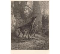 ARTXLXXBN Famoso Arte Murale Su Tela Poster Con Stampa Cierva y cervatillo de Karl Bodmer per la Decorazione Domestica dell'ufficio 60x90cm
