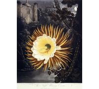 ARTXLXXBN Famoso Painting Quadri Tela Stampe Su Tela Animali Cereus que sopla la noche por un artista famoso per Decorazioni per la Casa 60x90cm
