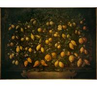 ARTXLXXBN Famoso Poster Parete Quadri Murale Tela Pomeranias naranjas y limones de Bartolomeo Bimbi per la Decorazione Della Parete 60x90cm
