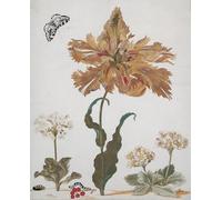 ARTXLXXBN Famoso Poster Parete Quadri Murale Tela un Pájaroese tulipán auriculas grosellas rojas con una polilla urraca su oruga de maria si per la Decorazione Della Parete 60x90cm