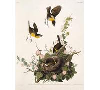 ARTXLXXBN Famoso Stampa Immagini Quadri Moderni Art el chat de pecho amarillo de los de América por John Jame Audubon per L'arredamento del Soggiorno 60x90cm