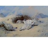 ARTXLXXBN Famoso Stampa Immagini Quadri Moderni Art Ptarmigan en busca de refugio por Archibald Thorburn per L'arredamento del Soggiorno 60x90cm