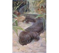 ARTXLXXBN Famoso Stampa Immagini Quadri Moderni Art Salamandra de Vida silvestre del mundo por Wilhelm Kuhnert per L'arredamento del Soggiorno 60x90cm