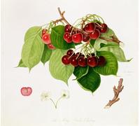 ARTXLXXBN Famoso Stampa Tela Canvas Quadri D'Arte Classica la cereza de de William Hooker per L'arredamento Della Camera da Letto 60x90cm