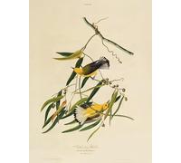 ARTXLXXBN Famoso Stampa Tela Canvas Quadri D'Arte Classica Reinita protonotaria De aves de América por John Audubon per L'arredamento Della Camera da Letto 60x90cm