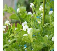 arveja bonsái de interior semi di selvaggio giardino interno trepadora giardino rocce bisei dolci reali 550pcs