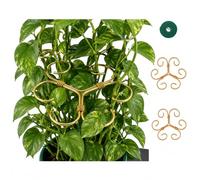 ARYIMYDP 2 Pezzi Tutori per Piante Dorati, Stabilizzatore Antiribaltamento - Supporto Metallico per Monstera, Pomodori, Rose, Fiori e Piante da Interno