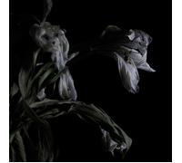 As We Cup Our Hands and Drink From the Stream of Our Ache (Vinyl LP)