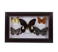 ASAKKURA Cornice a Farfalla 5 Esemplari Veri Incorniciati in Legno Resistente, Decorazione da Parete e Scrivania per Collezionisti e Arredamento Casa