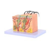 ASAKKURA Modello Anatomico di Pelle Ingrandito 35 Volte Modello di Anatomia Scientifica della Struttura della Pelle Umana per Studio e Formazione Medica per Studenti di Infermieristica