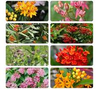 Asclepie balcone con parterre di arbusto di farfalle giardino perenne resistenti all'inverno semi balcone giardino perenne resistenti, 40pcs