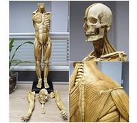 asdchZen Manichino da 60 Cm, Modello Anatomico di Scheletro della Muscolatura Umana, Modello Anatomico Maschile, per La Scuola, Kit di Studio Anatomico, Riferimento Anatomico per Artisti, Giallo