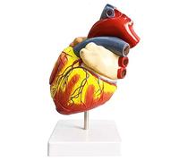asdchZen Modello Anatomico del Cuore Umano in Scala 1:1 Modello Anatomico del Cuore Umano con Etichetta Digitale E 2 Parti Staccabili E Istruzioni per La Posizione Anatomica