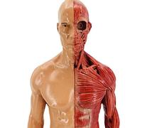 asdchZen Modello Anatomico del Muscolo Umano, Manichino, Struttura Muscoloscheletrica, Ausilio Didattico Medico