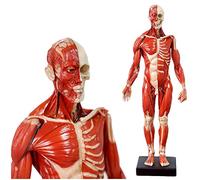 asdchZen Modello Anatomico Maschile del Cranio della Testa del Corpo per L'Insegnamento dell'Arte della Scultura Strumento di Riferimento Didattico Muscolo Osso Altezza
