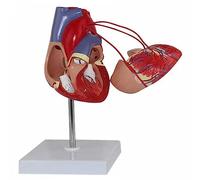 asdchZen Modello di Cuore Modello di Anatomia Cardiaca con 2 Parti Staccabili + Etichetta Digitale + Istruzioni per La Posizione Anatomica + Vaso di Bypass Cardiaco A Grandezza Naturale