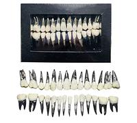asdchZen Modello di Denti A Bocca Intera da 28 Pezzi - Modello di Denti per L'Addestramento Orale Dentale - Modello Didattico per Denti Simulati per L'Insegnamento E Lo Studio